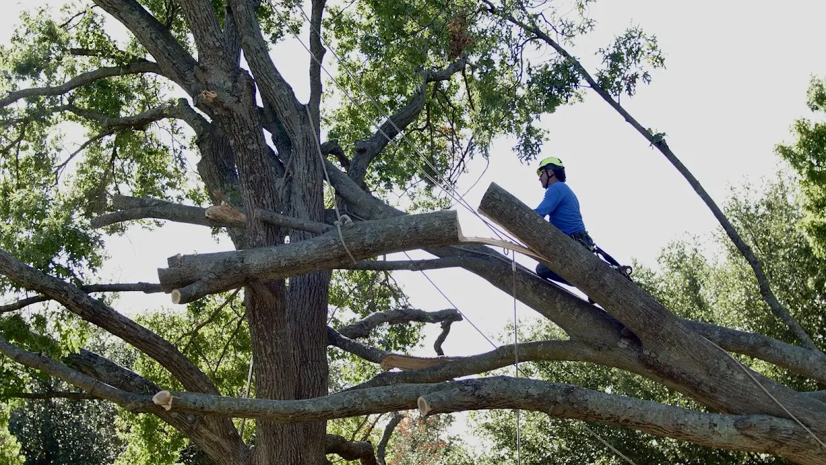 Professional Hazardous Tree Removal performed by certified arborists in Rockland
