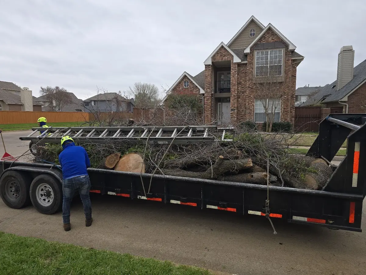 Expert Tree Pest Control with proper safety equipment in Rockland